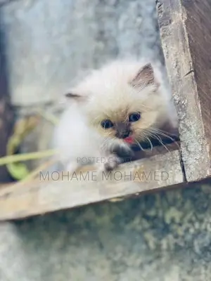 Himalayan Cat