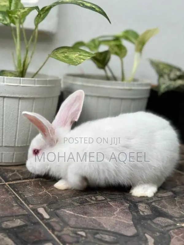 Bunnies (Rabbits)