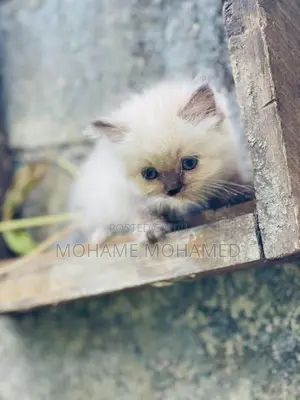 Himalayan Cat