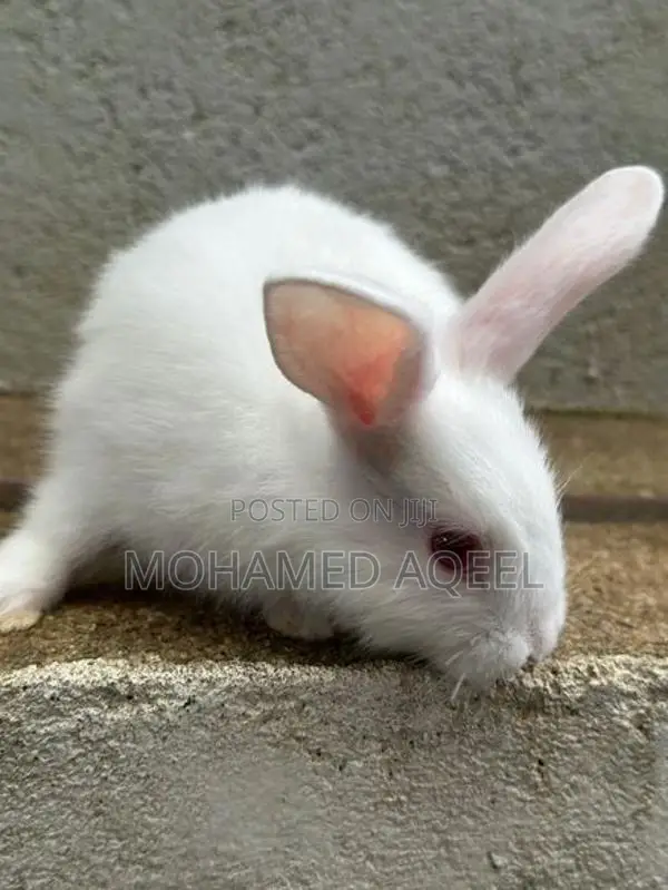 Bunnies (Rabbits)