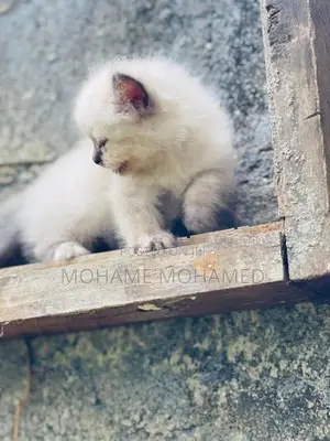Himalayan Cat