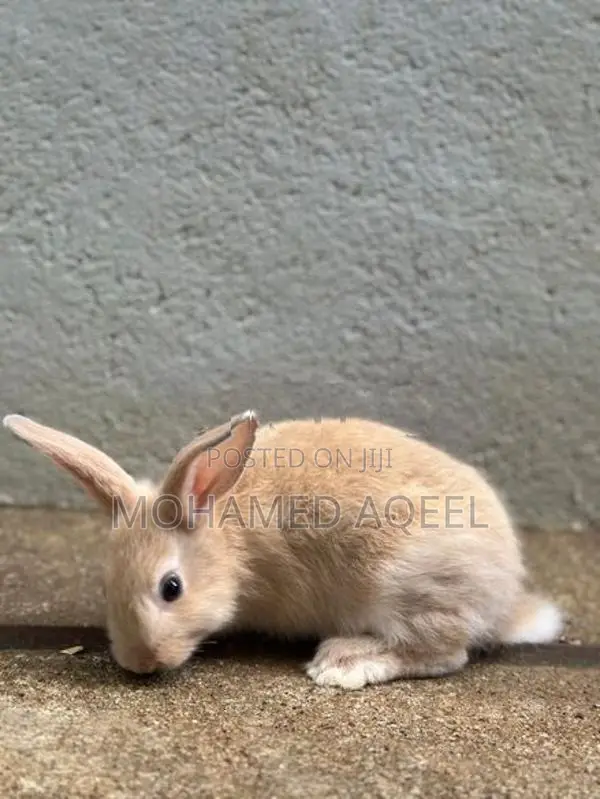 Bunnies (Rabbits)