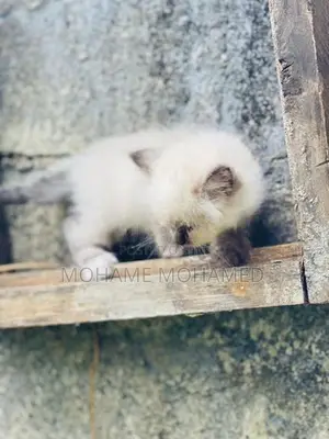 Himalayan Cat