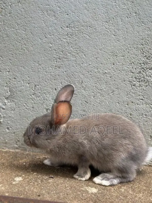 Bunnies (Rabbits)