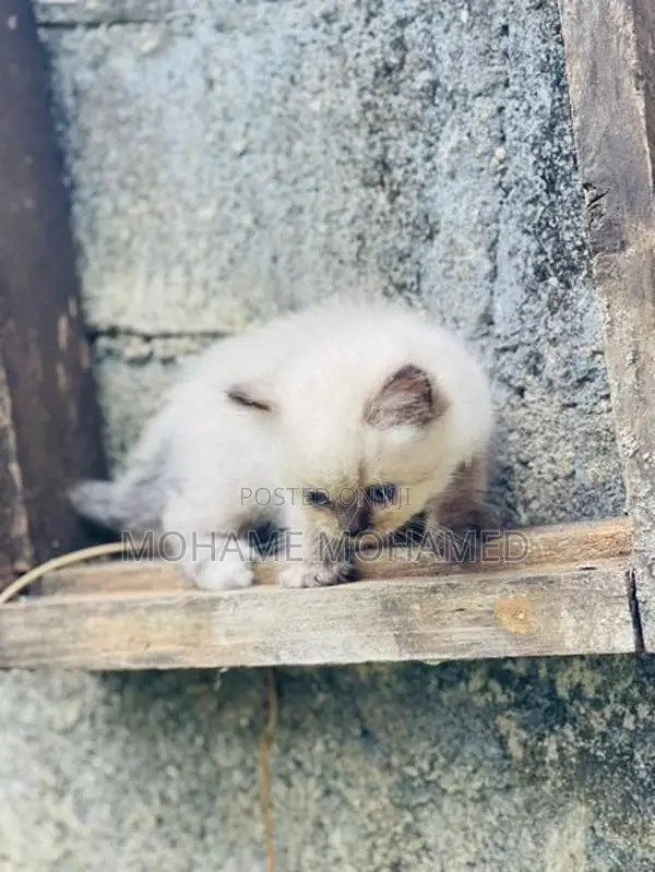 Himalayan Cat