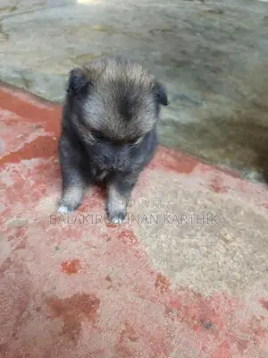 Lion Pomeranian Puppies