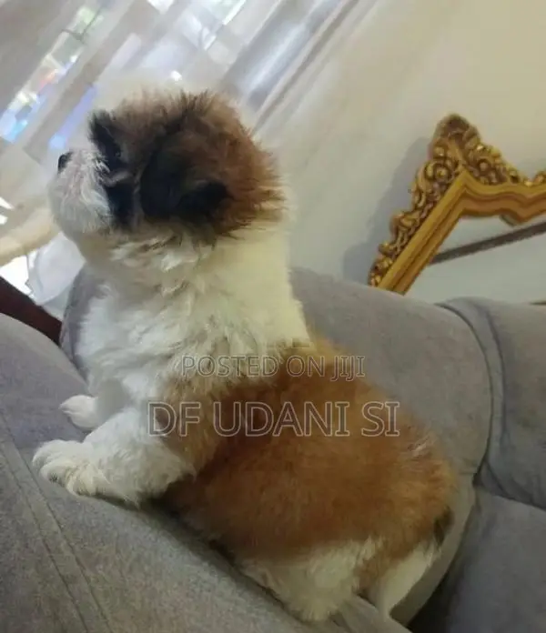 Shih Tzu Dog