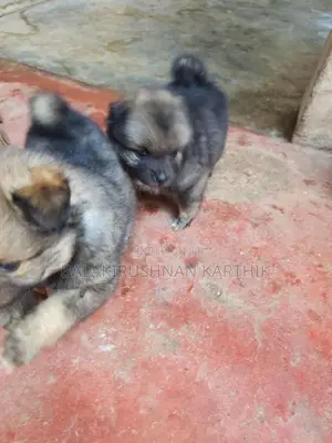 Lion Pomeranian Puppies