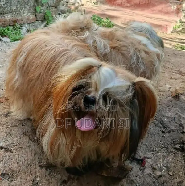 Shih Tzu Dog