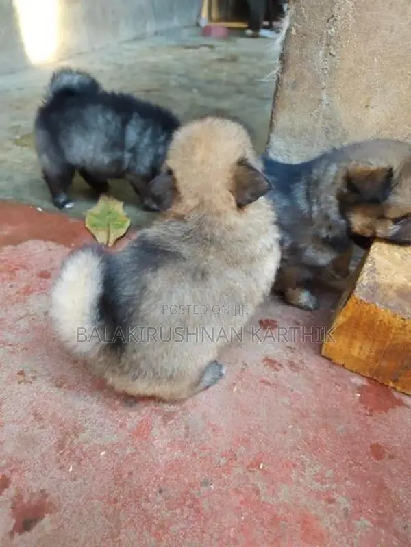 Lion Pomeranian Puppies