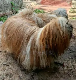 Shih Tzu Dog