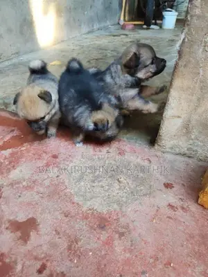 Lion Pomeranian Puppies