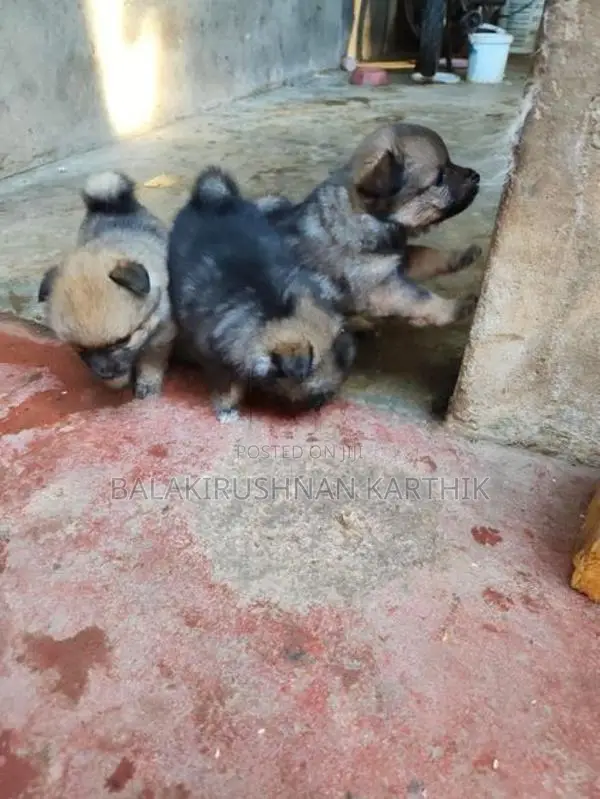 Lion Pomeranian Puppies