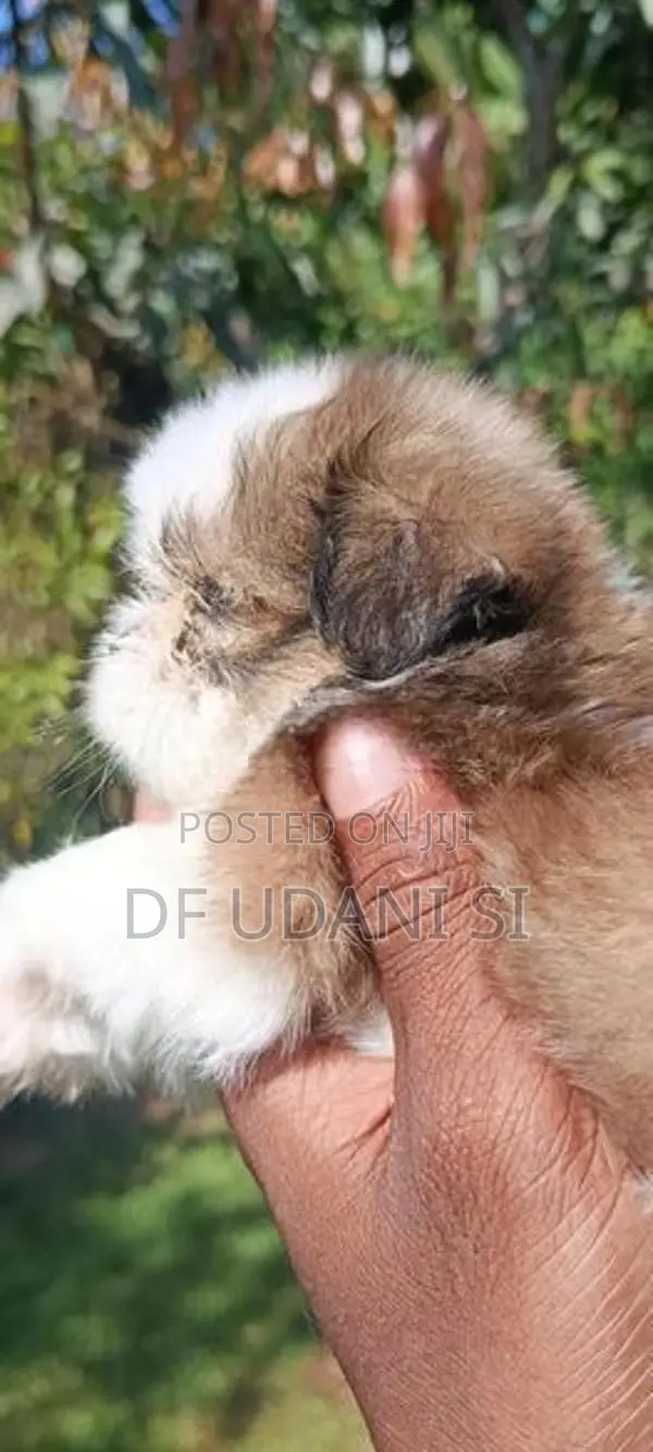 Shih Tzu Dog