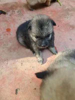 Lion Pomeranian Puppies