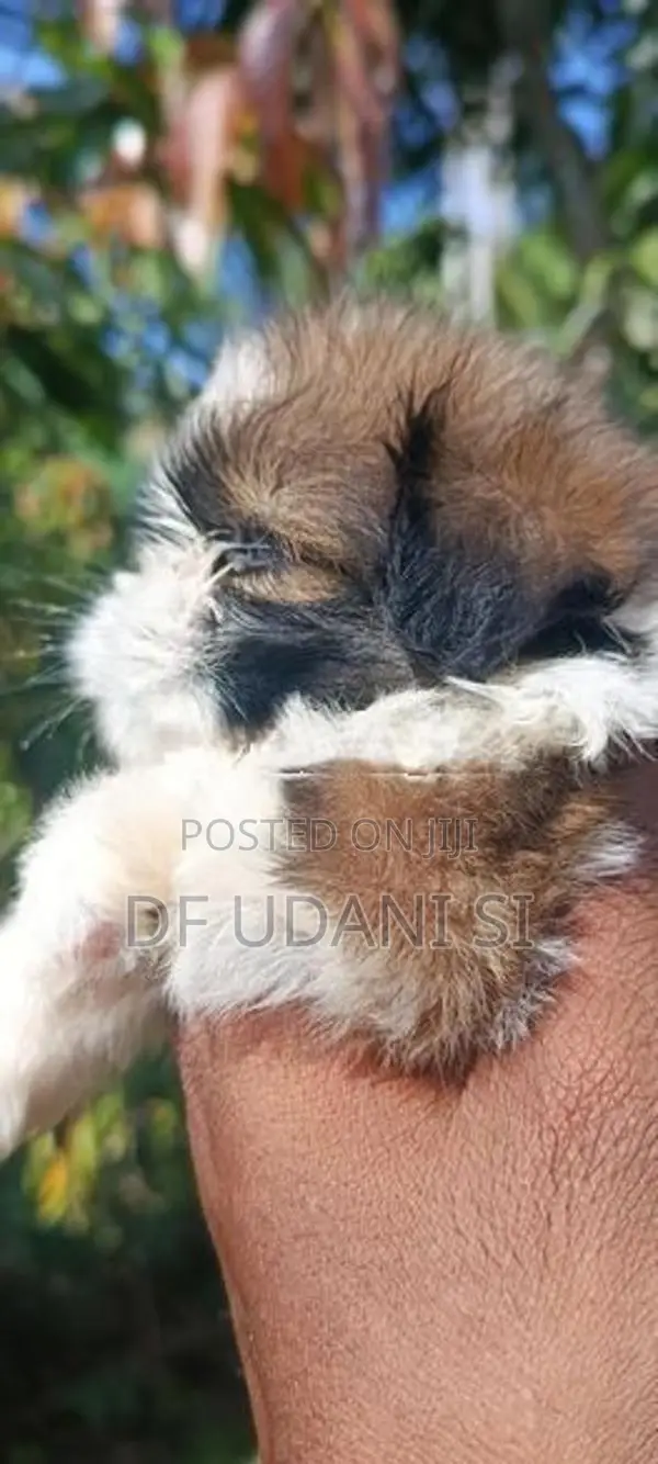 Shih Tzu Dog