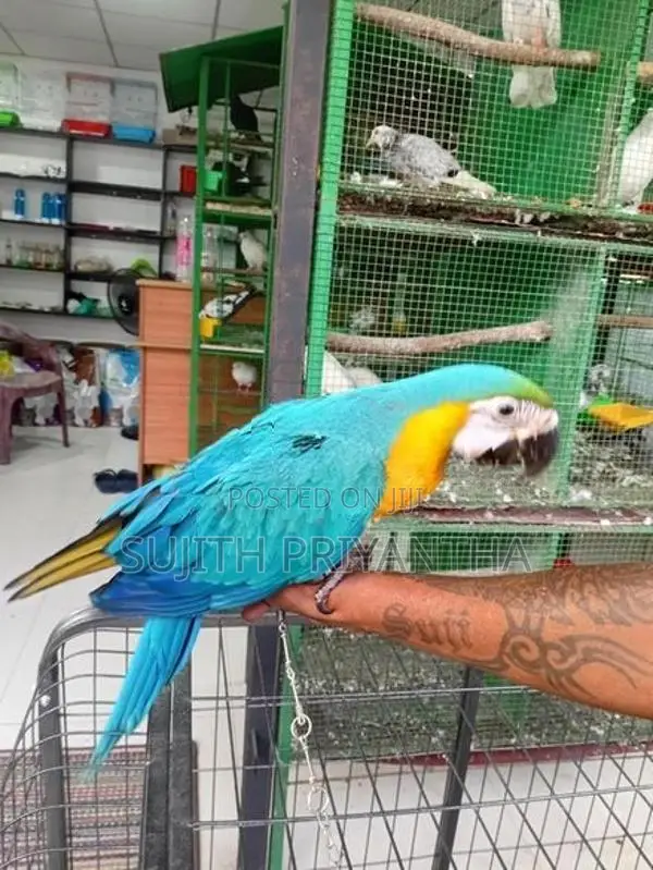 Bird Macaw