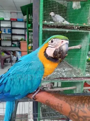 Bird Macaw