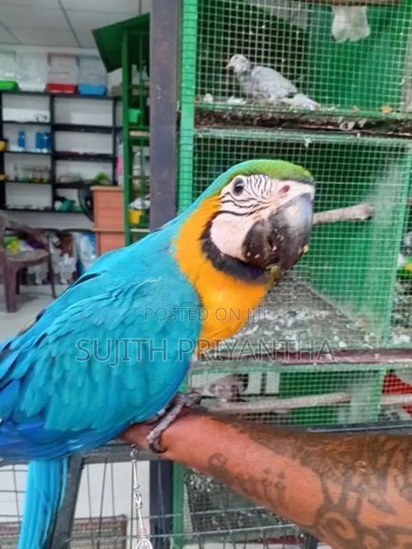 Bird Macaw