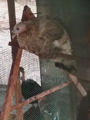 Turkey