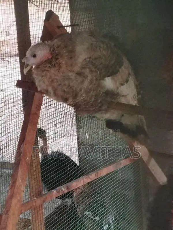Turkey