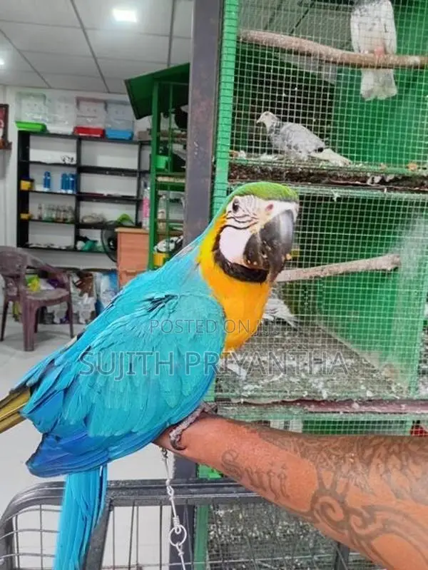 Bird Macaw