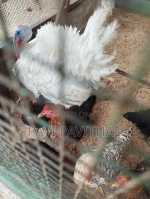 Turkey