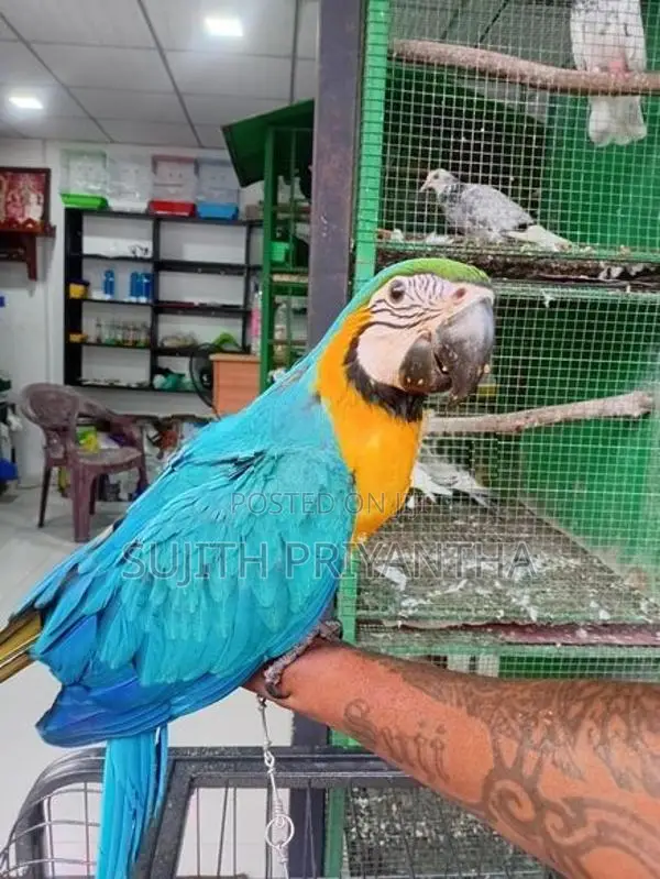 Bird Macaw