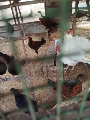 Turkey