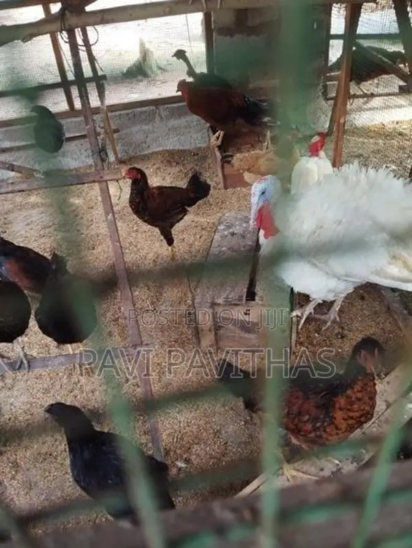 Turkey