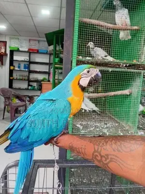 Bird Macaw