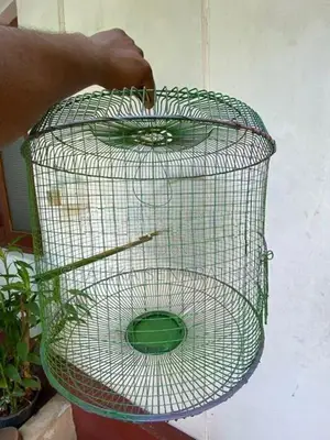 Bird Cage