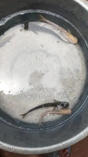ලොකු ගුරාමි කැට්ෆිශ්