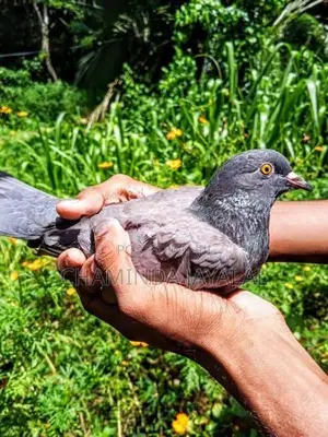 Pigeons