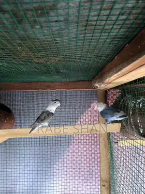 African love birds