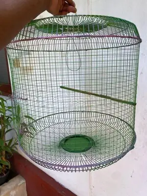Bird Cage