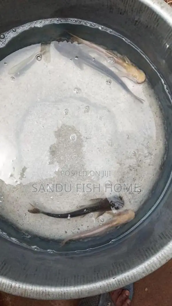 ලොකු ගුරාමි කැට්ෆිශ්