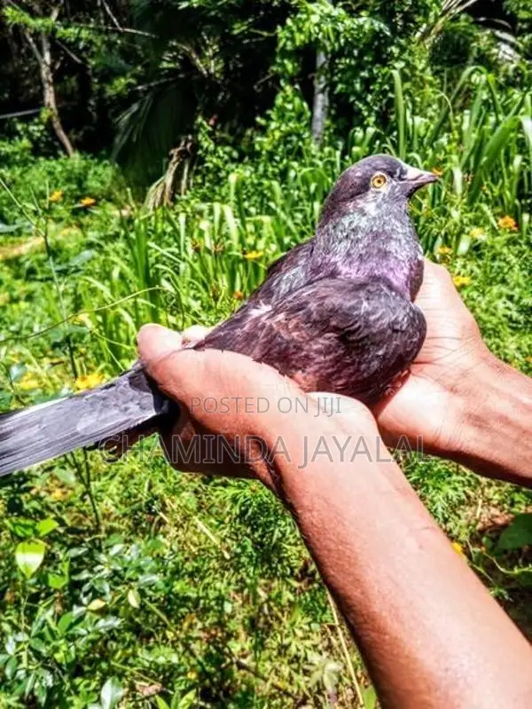 Pigeons