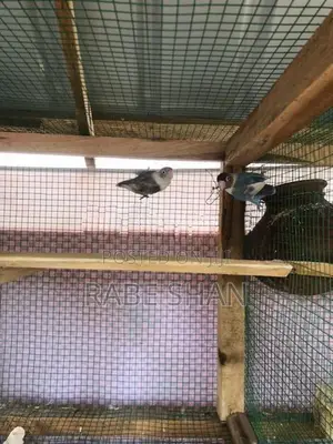 African love birds