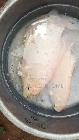 ලොකු ගුරාමි කැට්ෆිශ්