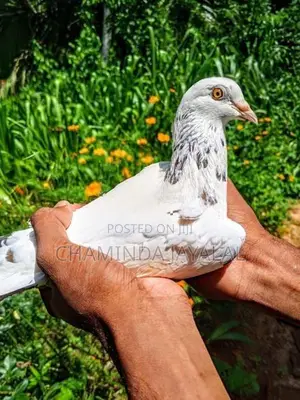 Pigeons