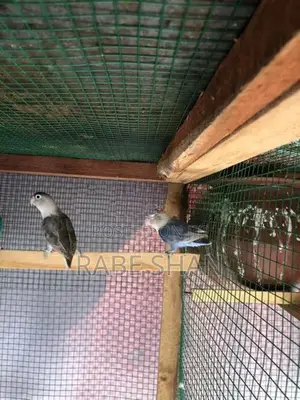 African love birds