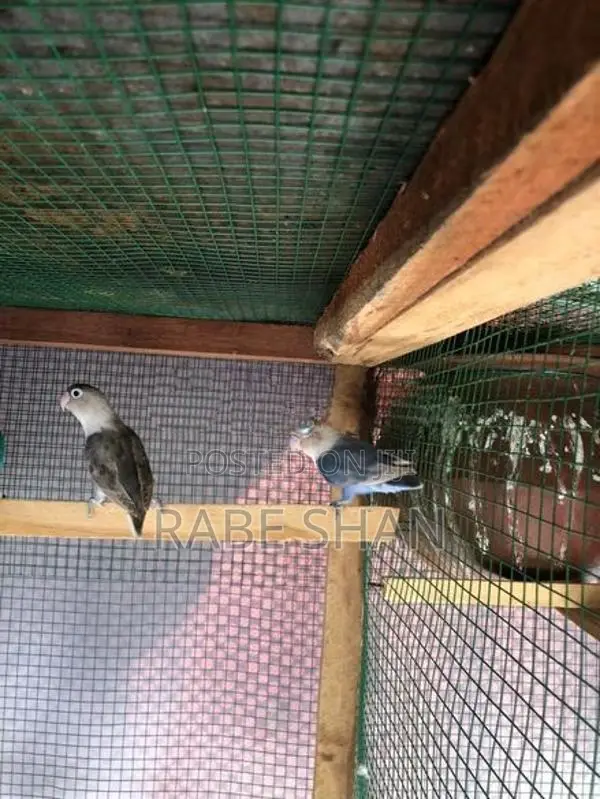 African love birds