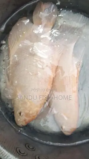 ලොකු ගුරාමි කැට්ෆිශ්