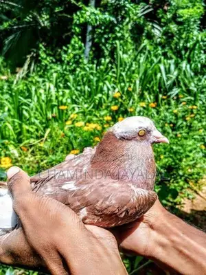 Pigeons