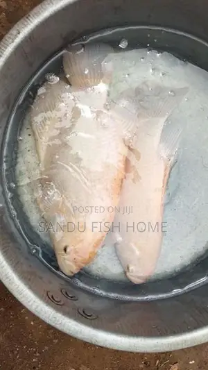 ලොකු ගුරාමි කැට්ෆිශ්