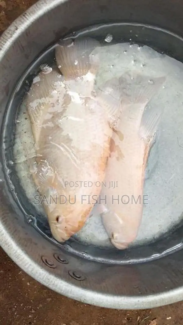 ලොකු ගුරාමි කැට්ෆිශ්