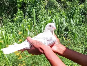 Pigeons
