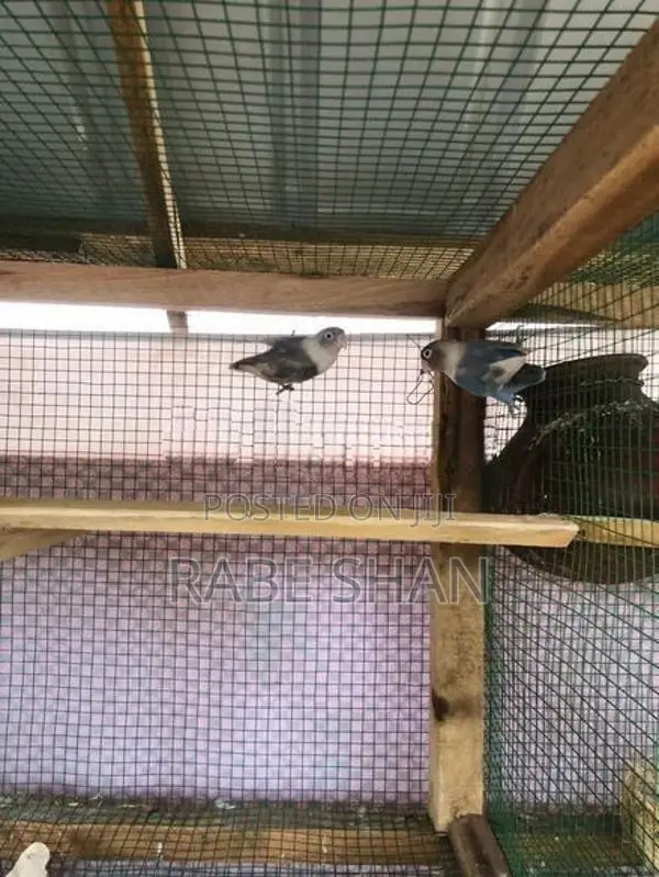 African love birds