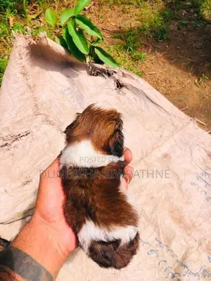Shih Tzu Puppies